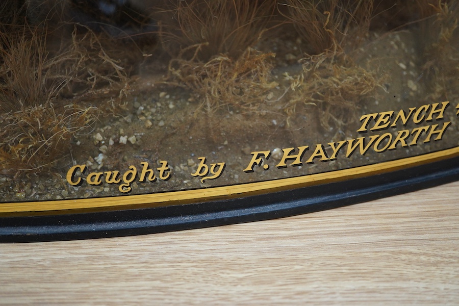 A taxidermy tench in a glazed bow fronted case, the glass with applied gilt lettering reading; ‘Tench 4lbs 1oz, Caught by F. Hayworth Jolley Anglers June 19th. 1931.’, 63.5cm wide, 34.5cm high